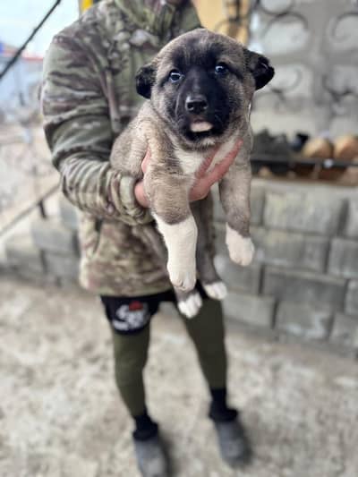 Turkish kangal