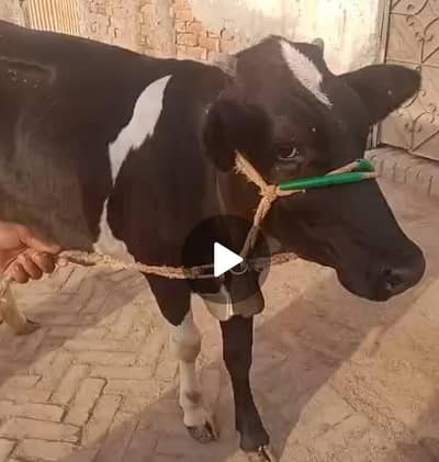 Beautiful Cow, best for qurbani 03040300366