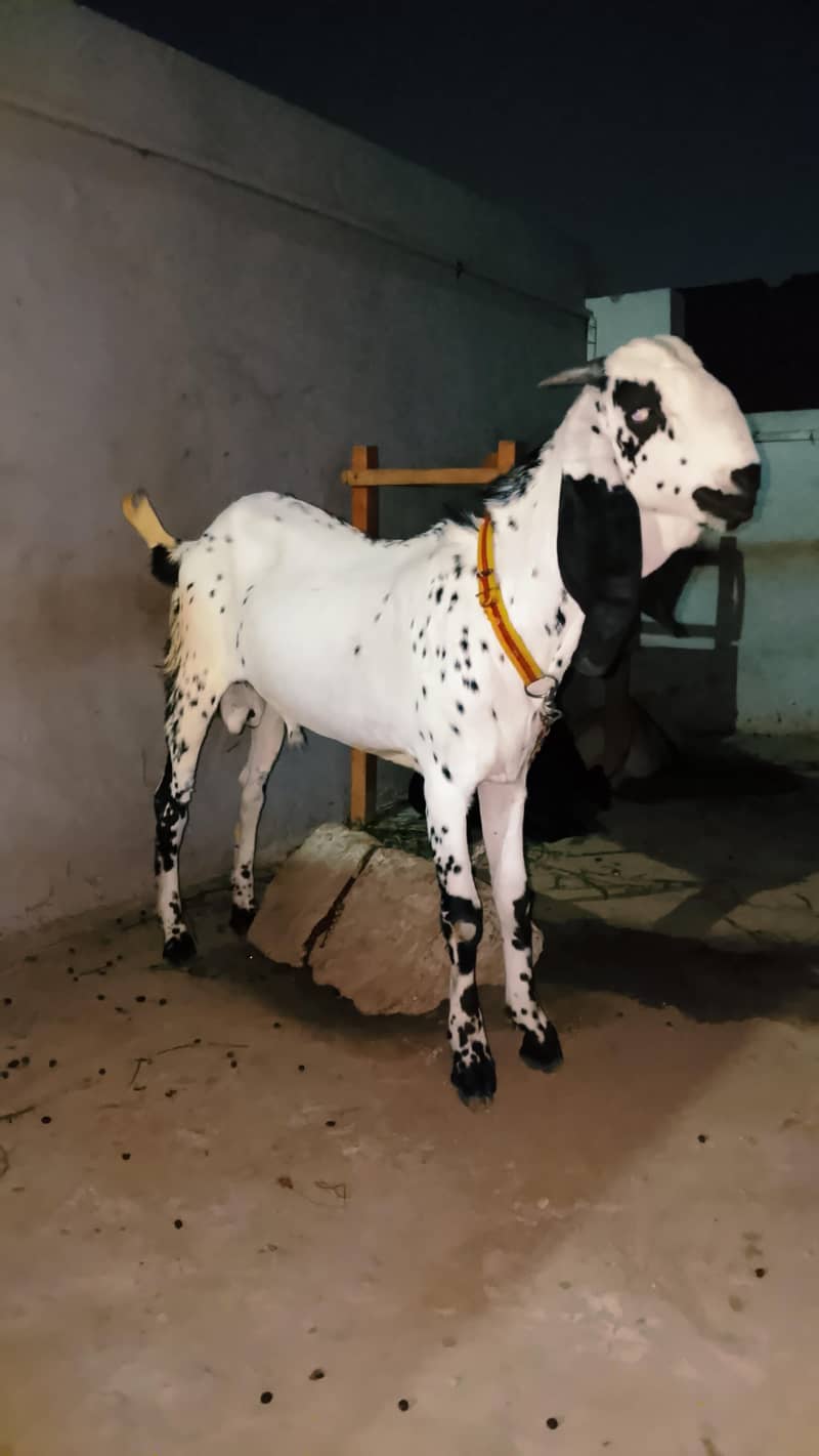بکر ے 0