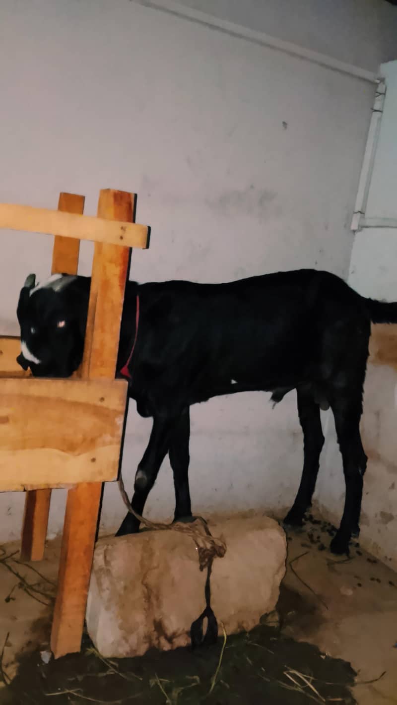 بکر ے 4