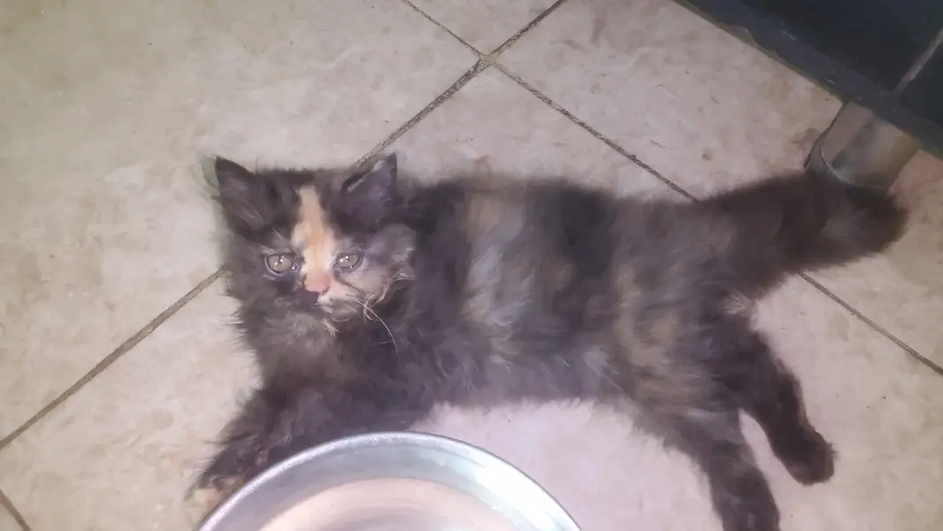 Persian peki adults cats and kittens — photo 4