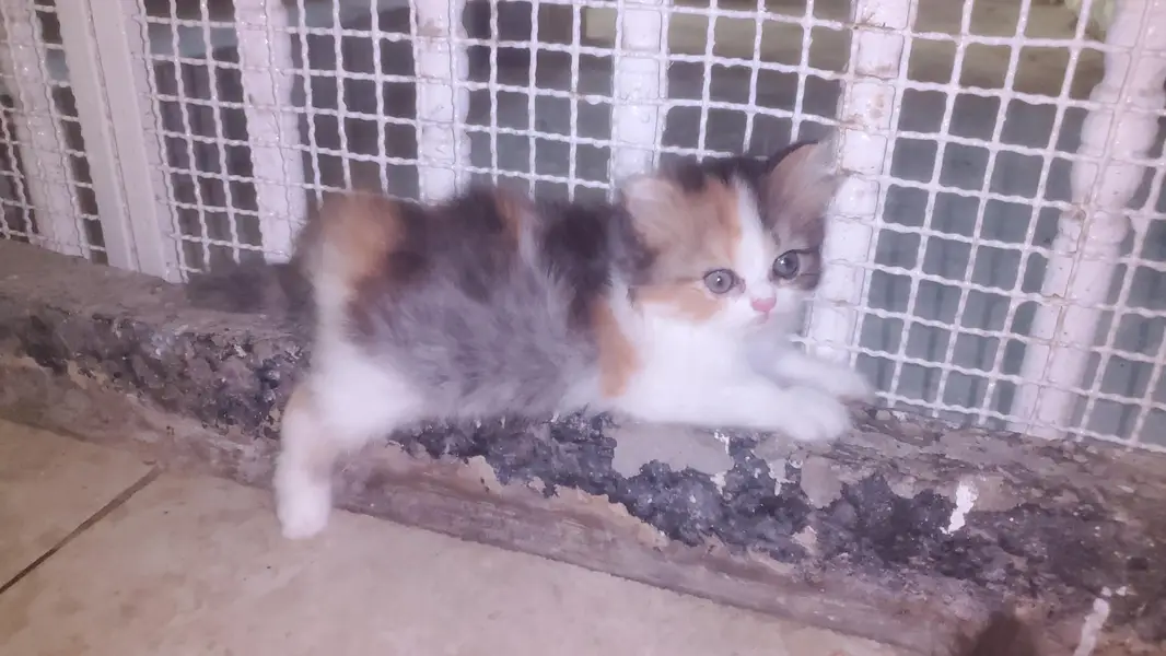 Persian peki adults cats and kittens — photo 5