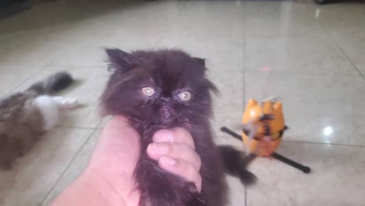 Persian kittens male and female