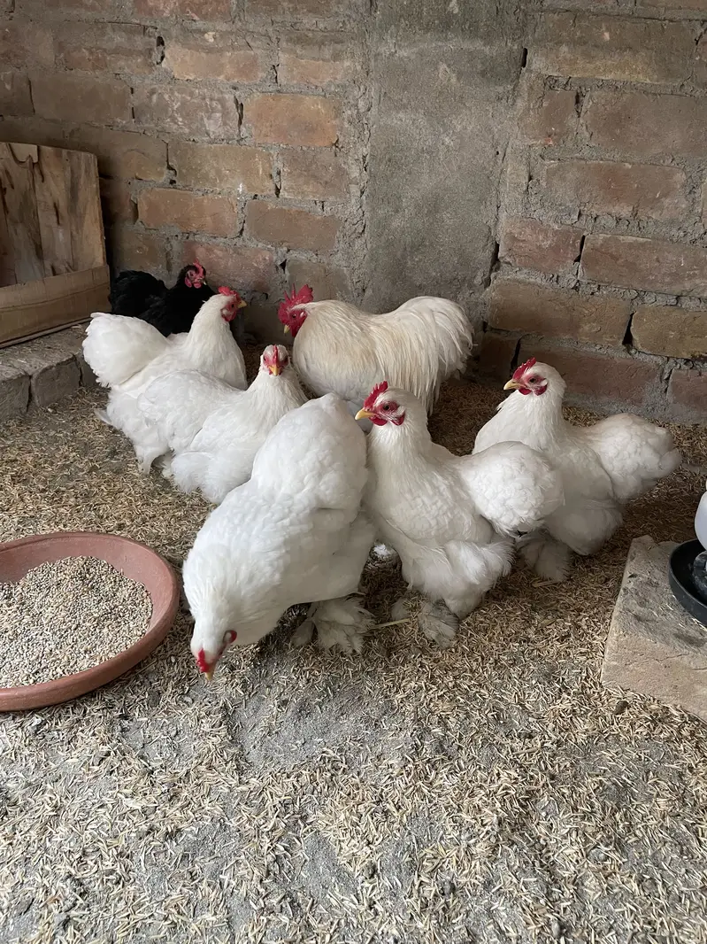 Bantams Eggs and Chicks — photo 2