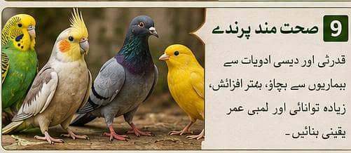 چین و جرمنی کے آزمودہ نسخوں کے مطابق تیار شدہ دیسی ادویات 4