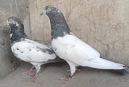 Teddy Pigeons