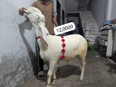 8 Dumbay or bakray For Sale for Qurbani