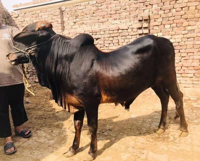 2dant for qurbani  2026