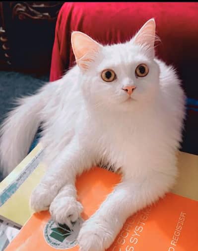 Beautiful persian cat  Available  for sale 