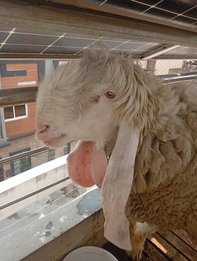 kajla male breeder 4 dant