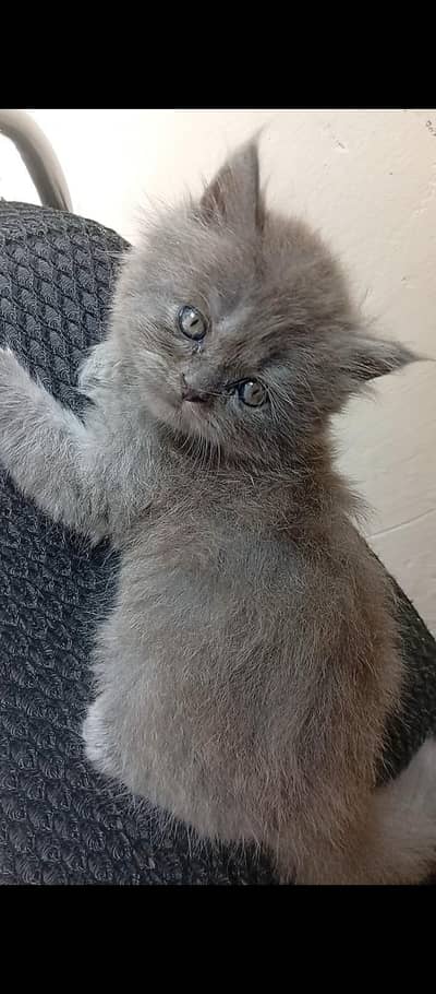 Persian Kittens