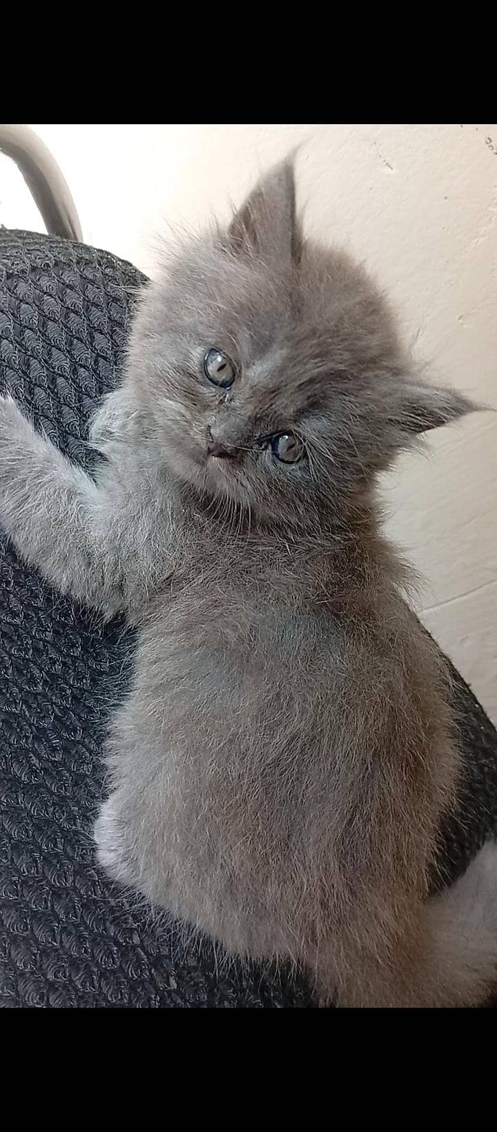 Persian Kittens 0