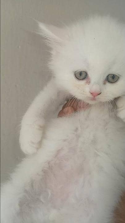 Persian Kittens 1