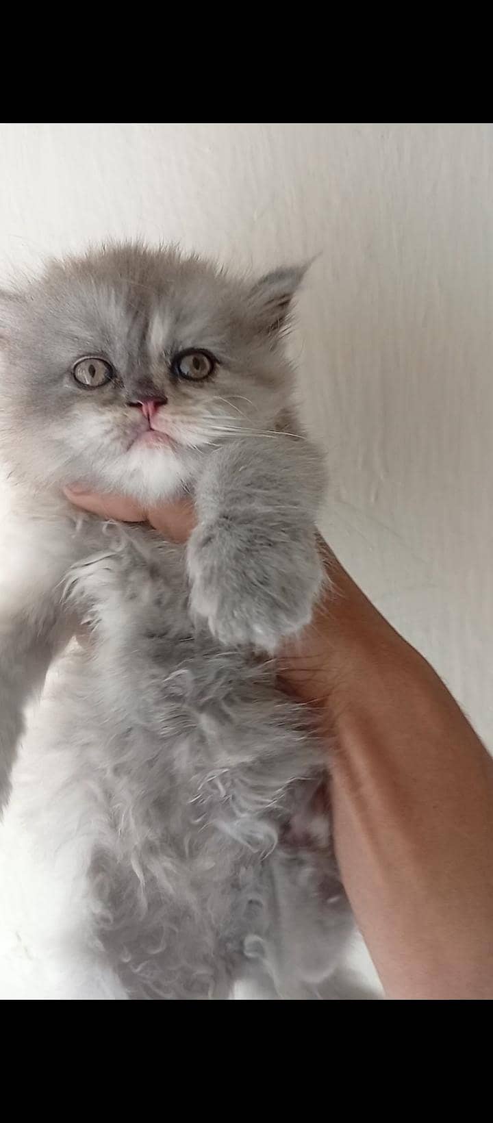 Persian Kittens 2