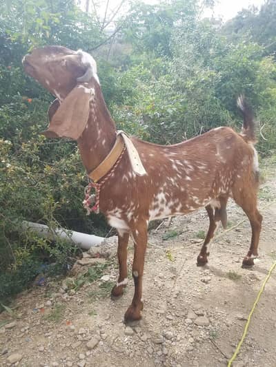 Bakri 03156441441