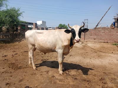 bachara for qurbani.