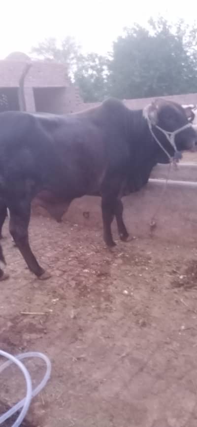 DesI bull