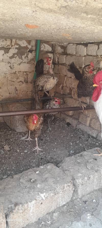 murgian 4 sale