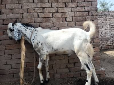 Qurbani bakra For Sale