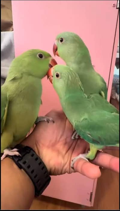 talking parrot Hand tamed self baby