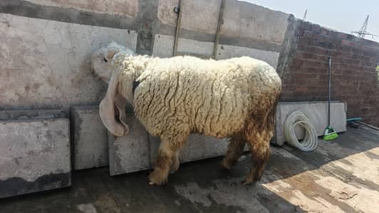 kjalla chatra for breeding or qubrabi purpes