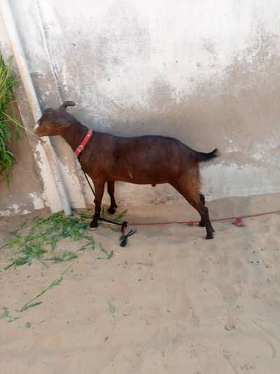 nasli Bakra 2 dant