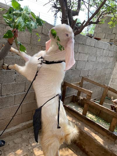 pure rajanpuri 2 dant bakra
