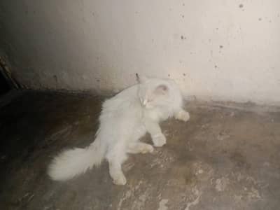 pure breed 03194478734
