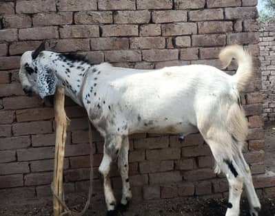 Qurbani bakra For Sale