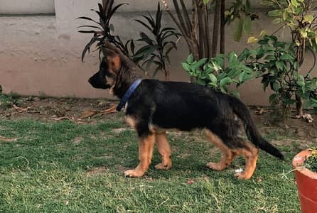 GERMAN SHEPHERED PUPPY | GERMAN PUPPY | GSD PUPPY |PEDIGREED  PUPPY