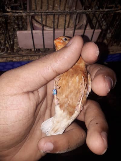 Full orange finch