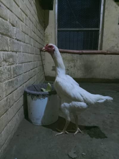 king oh shamo female
