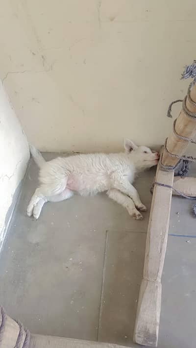 for sale