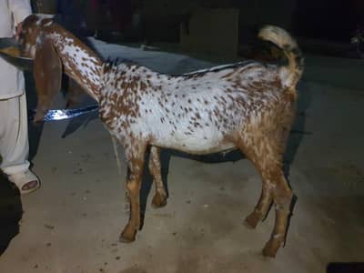 Makhi Cheena Bakra For Sale