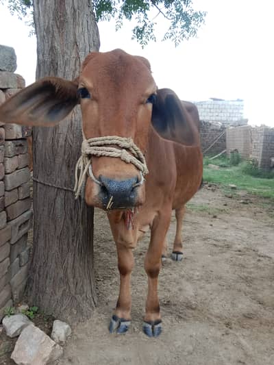 3 years old cow for sale for eid ul adha