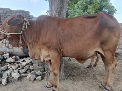 Healthy Sahiwal Vachee for sale | eid ul adha 2026 qurbani