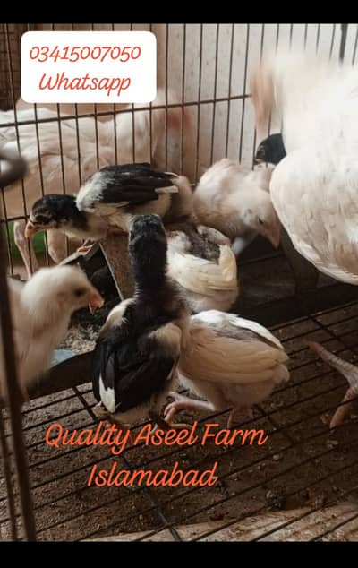 Heere chicks available
