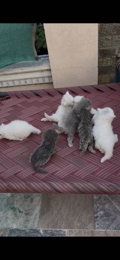 White cat with 7 Kittens
