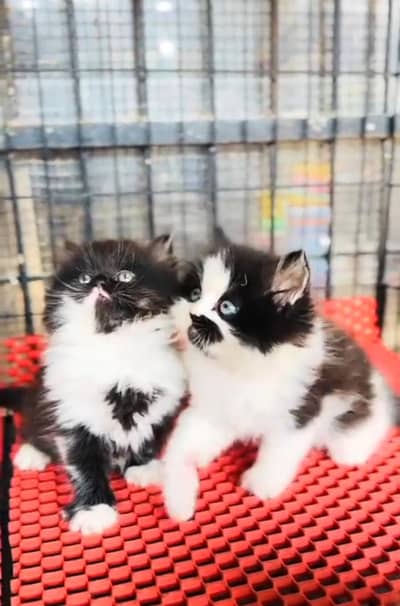 Persian cat triple cod for sale,my WhatsApp 03464644037