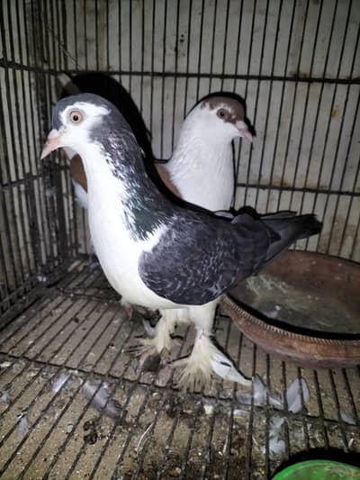 Sherazi Breeder Pair Nail Tail Fly Everything Ok
