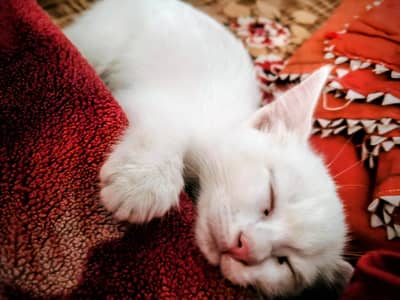 cat bella