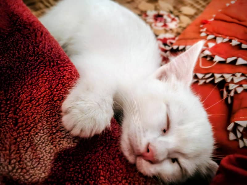 cat bella 0