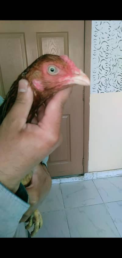 hint pathi 4sale