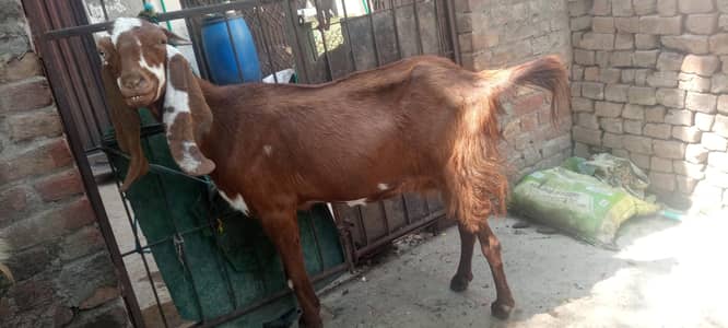 Bakra 4 daant height 2' black and white bakri brown height 2.5'