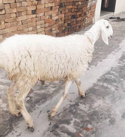 sheep
