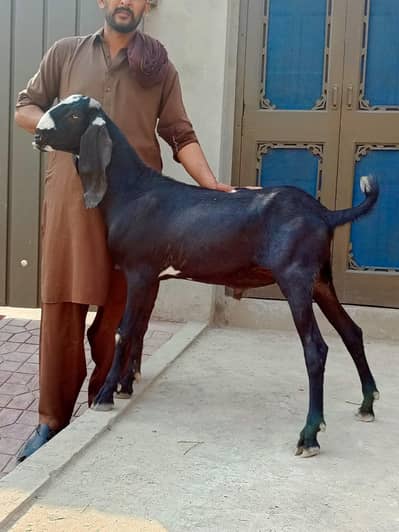 qurbani k bakra