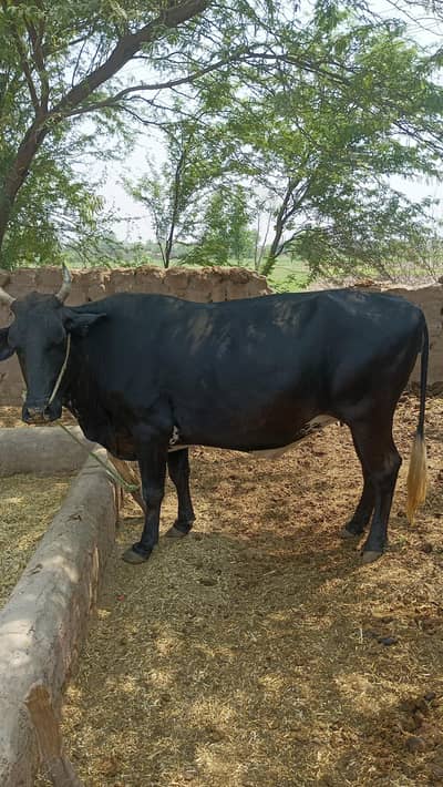 cross sahiwal and astrilya young and healthy cawo