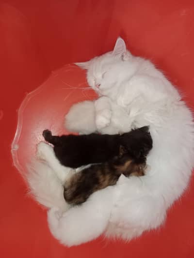 Persian cat