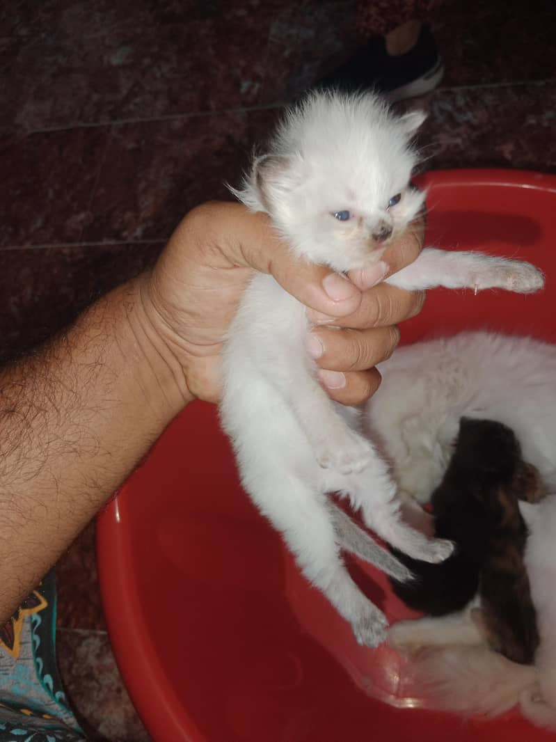 Persian cat 1