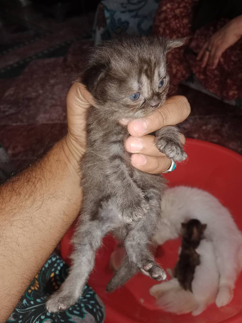 Persian cat 2